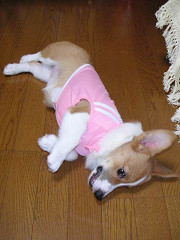 Resize of PICT0874a_thumb.jpg